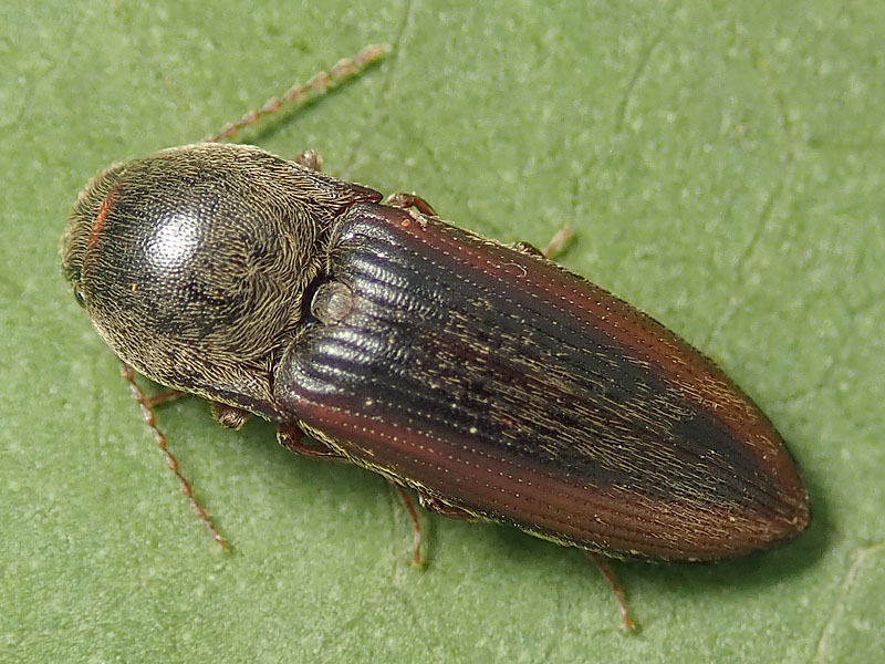 Elateridae: Agriotes brevis